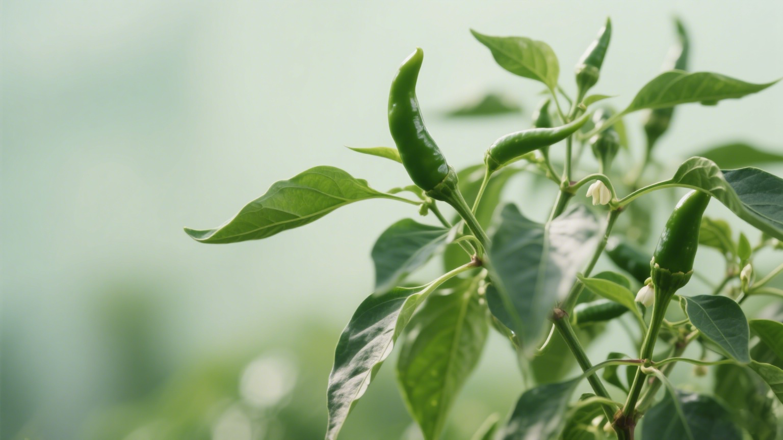 6e77019acff10e09560ba79a4c96fc71 6e77019acff10e09560ba79a4c96fc71